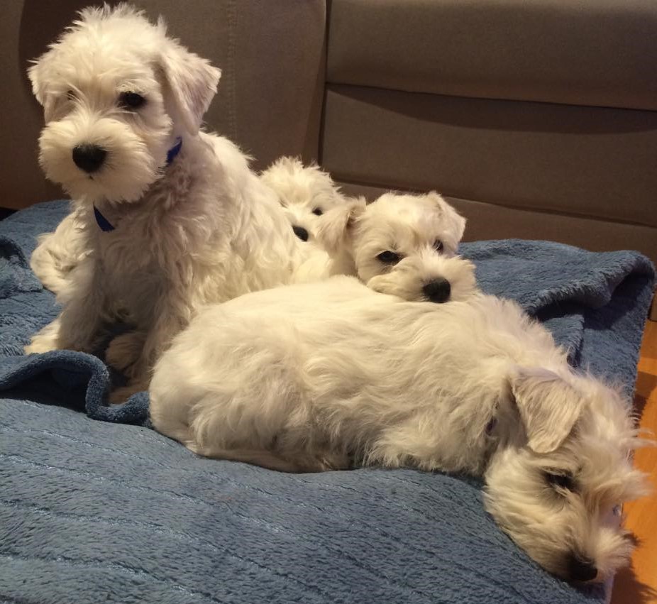 10003127_829700957137364_2008796882_n